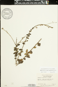 Desmodium marilandicum image