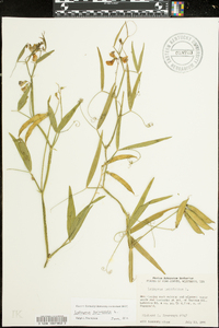 Lathyrus sylvestris image