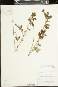 Lespedeza intermedia image