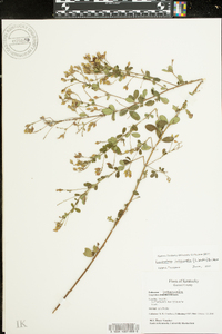 Lespedeza intermedia image