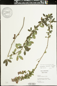 Lespedeza intermedia image