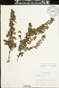 Lespedeza intermedia image