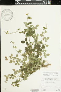 Lespedeza violacea image