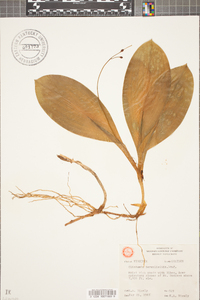 Clintonia borealis image