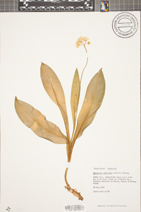 Clintonia umbellulata image