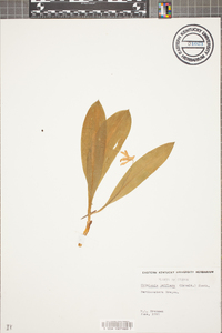 Clintonia uniflora image