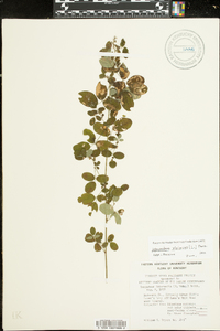 Lespedeza violacea image