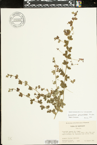 Lespedeza procumbens image