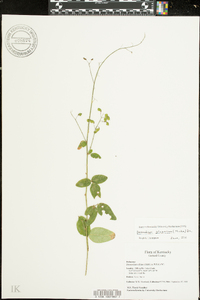 Desmodium glabellum image