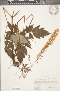 Actaea racemosa image