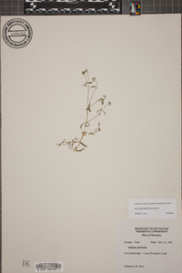 Sagina fontinalis image