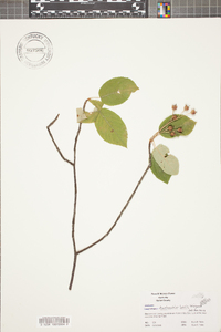 Amelanchier laevis image