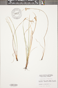 Sisyrinchium albidum image