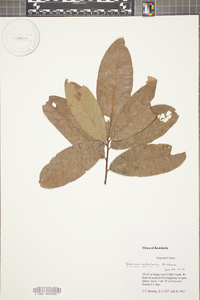 Quercus imbricaria image