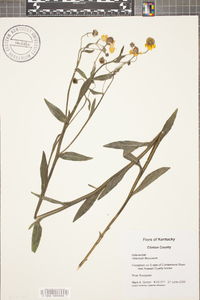 Helenium flexuosum image