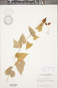 Dioscorea polystachya image