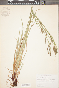 Carex oxylepis image