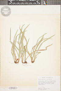 Carex abscondita image