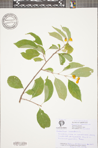 Celastrus scandens image