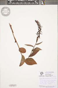 Epipactis helleborine image