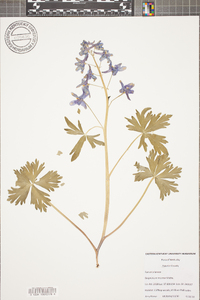 Delphinium tricorne image