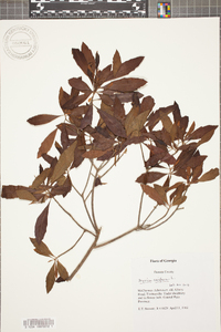 Myrica cerifera image