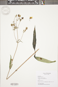 Silphium asteriscus var. trifoliatum image