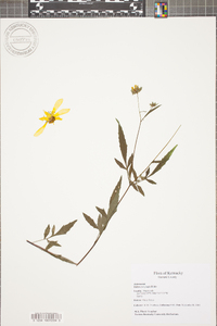 Bidens polylepis image