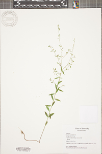 Linum virginianum image