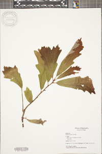 Quercus bicolor image