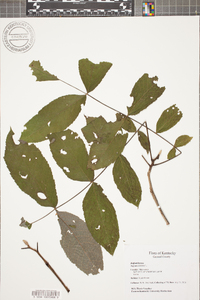 Juglans cinerea image