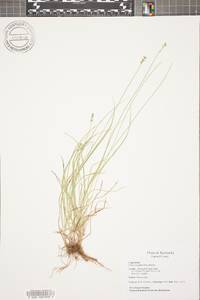 Carex texensis image