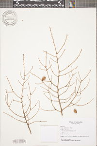 Tsuga canadensis image