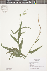 Chasmanthium latifolium image