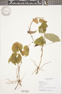 Dioscorea polystachya image