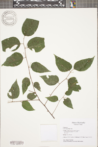 Celtis tenuifolia image