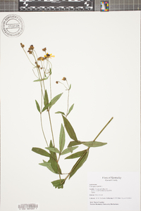 Coreopsis tripteris image