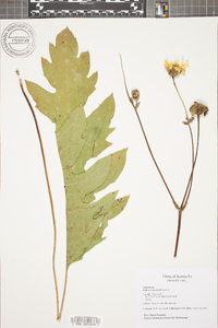 Silphium pinnatifidum image