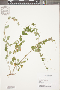 Lespedeza procumbens image