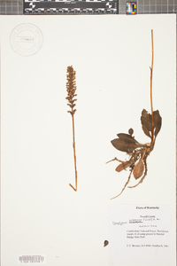 Goodyera pubescens image