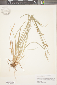 Carex striatula image