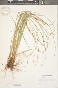 Carex striatula image