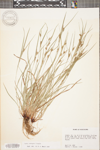 Carex corrugata image