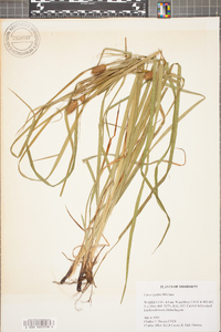 Carex typhina image