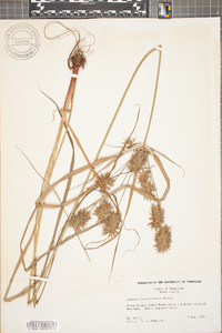 Cyperus lancastriensis image