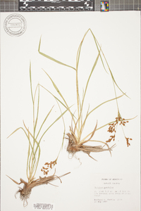 Scirpus pendulus image