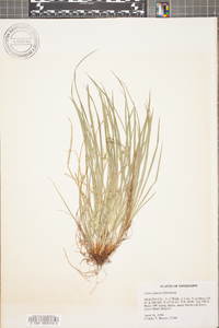 Carex jamesii image