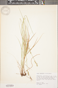 Carex reniformis image