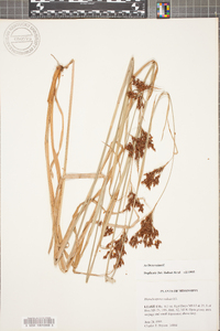 Rhynchospora caduca image