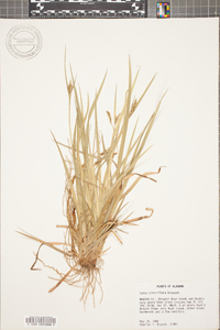 Carex crebriflora image